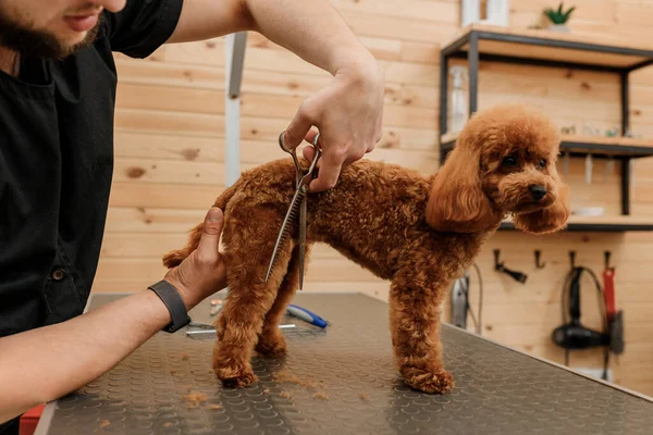 Professional Male Groomer Making Haircut Poodle Teacup Dog Grooming Salon — Stock Fotó