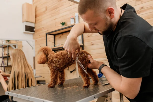 Peluquero Profesional Haciendo Corte Pelo Perro Caniche Taza Salón Aseo — Foto de Stock