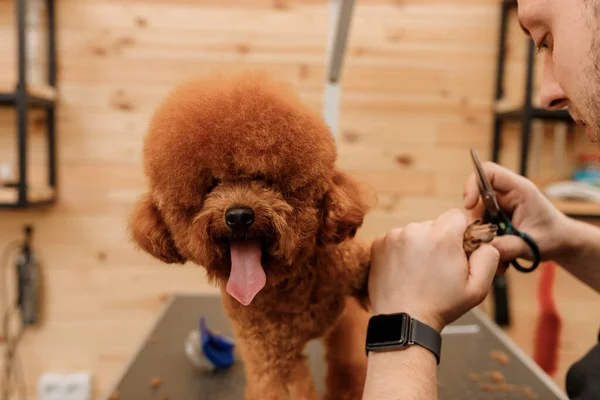 Close Professional Male Groomer Making Haircut Poodle Teacup Dog Grooming — ストック写真