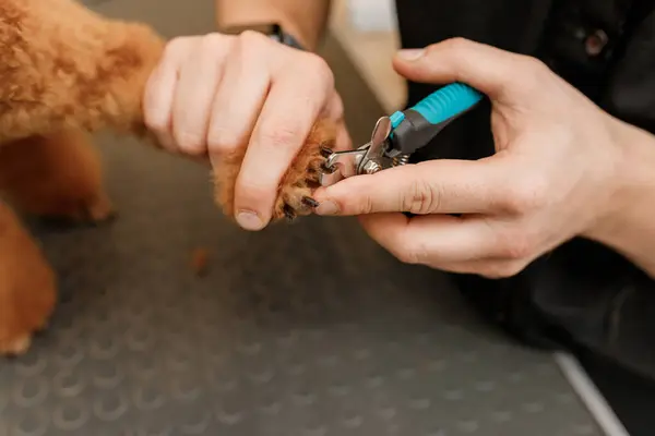 Close Professional Male Groomer Cuts Poodle Teacup Dog Nails Professional — Foto Stock