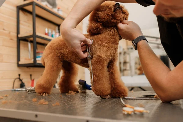 Professional Male Groomer Making Haircut Poodle Teacup Dog Grooming Salon — Foto Stock