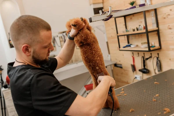 Professional Male Groomer Making Haircut Poodle Teacup Dog Grooming Salon — Stockfoto