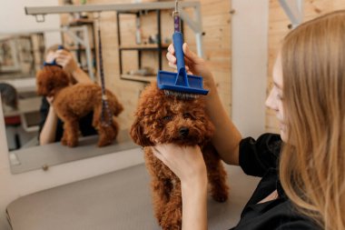 Close-up of female groomer brushing hair of Teacup poodle dog hair with comb after bathing at grooming salon. Woman pet hairdresser doing hairstyle in veterinary spa clinic