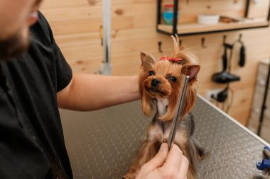 Yorkshire teriyerinin tüylerini tarayan bir erkek kuaför kuaförde banyo yaptıktan sonra tarakla tarıyor. Kadın kuaför veteriner spa kliniğinde saç stili yapıyor.