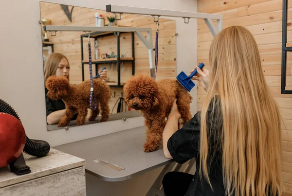 Female Groomer Brushing Hair Teacup Poodle Dog Hair Comb Bathing — ストック写真