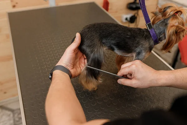 Male groomer brushing hair of Yorkshire terrier dog hair with comb after bathing at grooming salon. Woman pet hairdresser doing hairstyle in veterinary spa clinic