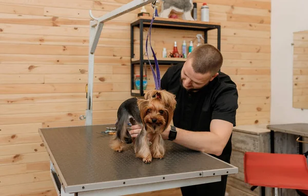 Male Groomer Brushing Hair Yorkshire Terrier Dog Hair Comb Bathing — Photo