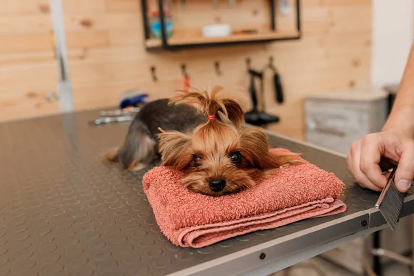 Male groomer brushing hair of Yorkshire terrier dog hair with comb after bathing at grooming salon. Woman pet hairdresser doing hairstyle in veterinary spa clinic