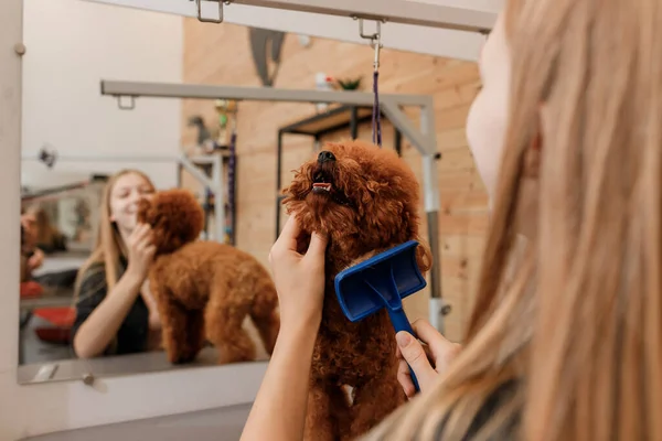 Close-up of female groomer brushing hair of Teacup poodle dog hair with comb after bathing at grooming salon. Woman pet hairdresser doing hairstyle in veterinary spa clinic