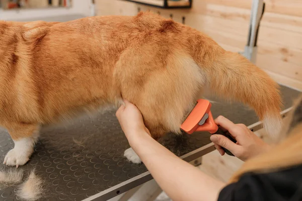 Close Woman Groomer Combing Fur Welsh Corgi Pembroke Dog Comb — Stockfoto