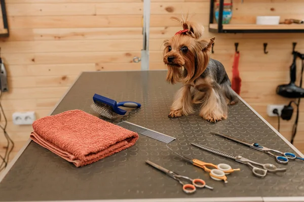 Beautiful Yorkshire Terrier Dog Grooming Table Ready Haircut Professional Groomer — Stockfoto