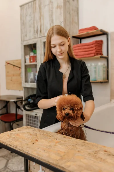 Professional Skilled Groomer Carefully Wash Teacup Poodle Dog Bath Grooming — Stockfoto