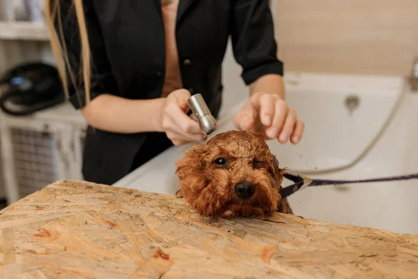 Toiletteur Professionnel Qualifié Laver Soigneusement Chien Caniche Tasse Dans Bain — Photo