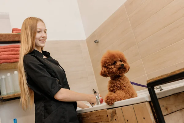 Professional Skilled Groomer Carefully Wash Teacup Poodle Dog Bath Grooming — Stockfoto