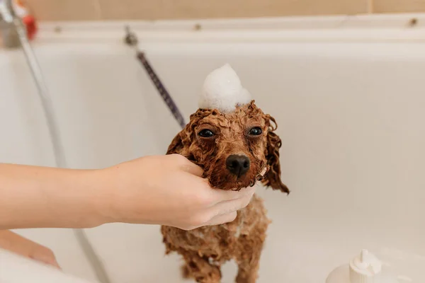 Professional Skilled Groomer Carefully Wash Teacup Poodle Dog Bath Grooming — Foto Stock