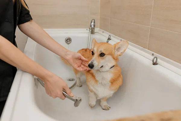 Professional Skilled Groomer Carefully Wash Funny Welsh Corgi Pembroke Dog — Foto Stock