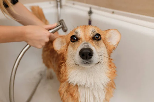 Professional Skilled Groomer Carefully Wash Funny Welsh Corgi Pembroke Dog — Foto Stock