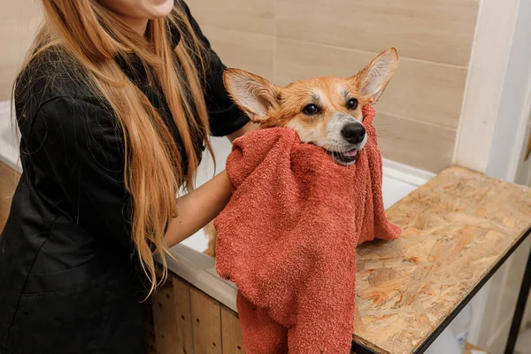 Professional Skilled Groomer Carefully Wiping Towel Bathing Funny Welsh Corgi — Foto Stock