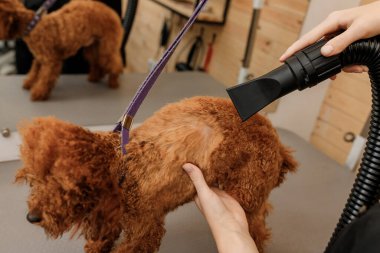 Close up of professional female pet groomer dry tea cup poodle dog fur with a hair dryer after washing in beautician salon. Grooming concept
