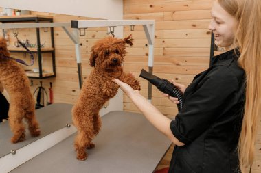 Profesyonel kadın kuaför, kuaför, kuaför salonunda yıkandıktan sonra saç kurutma makinesiyle kaniş köpeği kürkü. Tımar konsepti