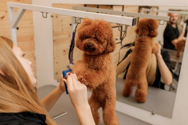 Güzellik salonunda yıkandıktan sonra profesyonel kadın kuaför, kuru çay fincanı köpek kürkü ve saç kurutma makinesini kapat. Tımar konsepti