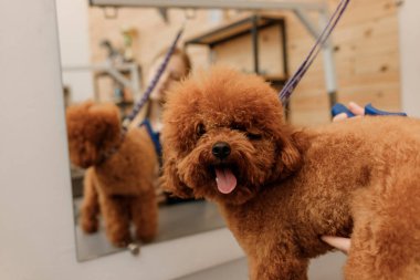 Güzellik salonunda yıkandıktan sonra profesyonel kadın kuaför, kuru çay fincanı köpek kürkü ve saç kurutma makinesini kapat. Tımar konsepti