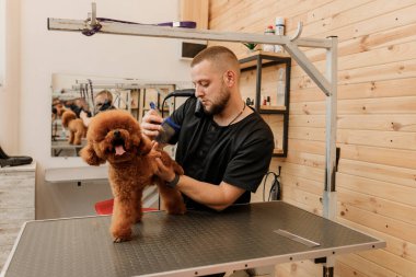 Profesyonel erkek kuaför, kuaför, kuaför salonunda yıkandıktan sonra saç kurutma makinesiyle kaniş köpeği kürkü. Tımar konsepti