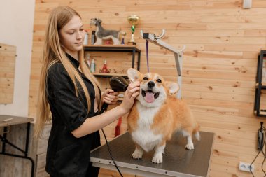 Professional female pet groomer dry Welsh Corgi Pembroke dog fur with a hair dryer after washing in beautician salon. Grooming concept