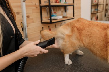 Close up of professional female pet groomer dry Welsh Corgi Pembroke dog fur with a hair dryer after washing in beautician salon. Grooming concept