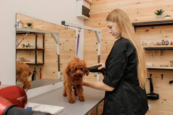 Professional Female Pet Groomer Dry Tea Cup Poodle Dog Fur — Stockfoto