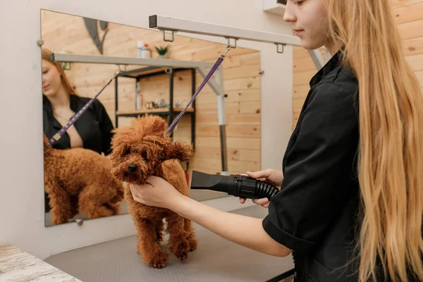 Professional Female Pet Groomer Dry Tea Cup Poodle Dog Fur — Fotografia de Stock