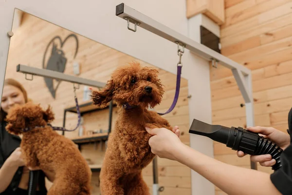 Close Professional Female Pet Groomer Dry Tea Cup Poodle Dog — Foto Stock