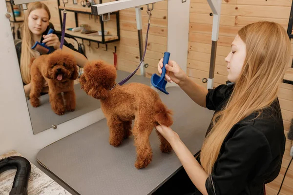Professional Female Pet Groomer Dry Tea Cup Poodle Dog Fur — Stock Fotó