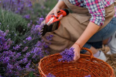 Lavanta tarlasında Lavanta demetlerini makasla kesen üniformalı profesyonel bir kadın işçi. Lavander Kavramının Hasadı
