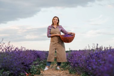 Lavanta tarlasında kesilmiş makas ve lavanta demetleriyle dolu sepeti tutan profesyonel kadın işçi. Lavander Kavramının Hasadı