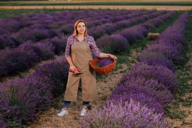 Lavanta tarlasında kesilmiş makas ve lavanta demetleriyle dolu sepeti tutan profesyonel kadın işçi. Lavander Kavramının Hasadı