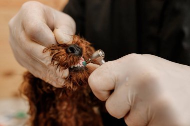 Profesyonel erkek veteriner dişçi veteriner kliniğinde profesyonel diş temizleme köpeği prosedürü uyguluyor. Hayvan sağlığı konsepti .