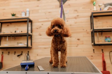 Fino köpeğini tımar masasında profesyonel bir tımarcıdan saç tıraşı bekliyor.