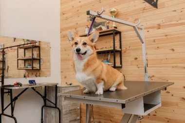 Güzel Galli Corgi Pembroke Köpek tımar masasında profesyonel tımarcıdan saç tıraşı bekliyor.