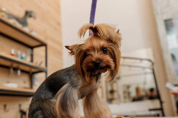 Beautiful Yorkshire Terrier Dog on the grooming table waiting a haircut from professional groomer