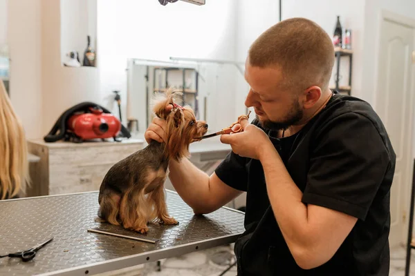 Szakmai Férfi Ápoló Hogy Hajvágás Yorkshire Terrier Kutya Ápolás Szalon — Stock Fotó