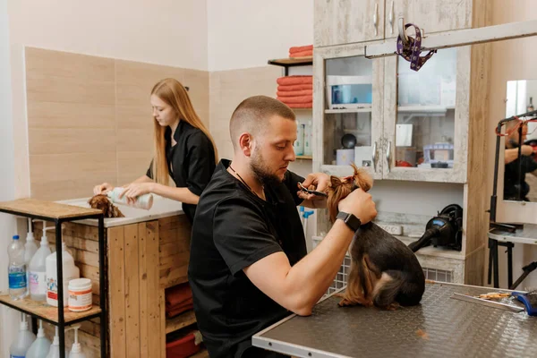 Professional Male Groomer Making Haircut Yorkshire Terrier Dog Grooming Salon — Stock Fotó