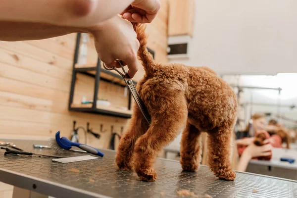 Close Professional Male Groomer Making Haircut Poodle Teacup Dog Grooming — Foto Stock