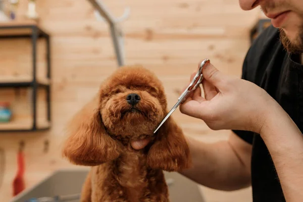 Professional Male Groomer Making Haircut Poodle Teacup Dog Grooming Salon — Stock Fotó