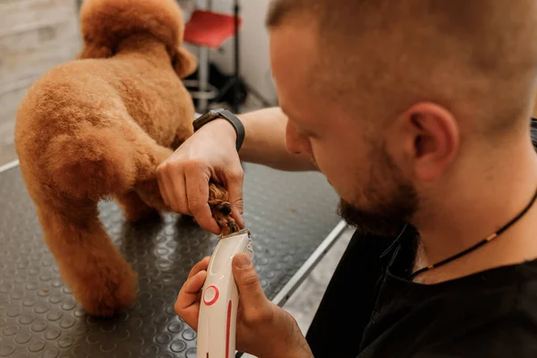 Close Professional Male Groomer Making Haircut Poodle Teacup Dog Grooming — Stockfoto