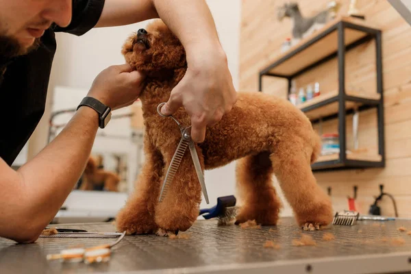 Professional Male Groomer Making Haircut Poodle Teacup Dog Grooming Salon — Stock Fotó