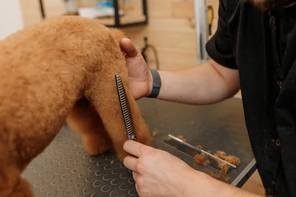 Close Professional Male Groomer Making Haircut Poodle Teacup Dog Grooming — Foto Stock