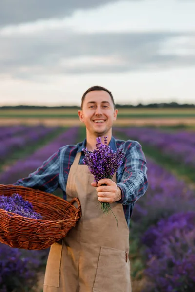Professional man worker in uniform holding basket with cut Bunches of Lavender on a Lavender Field and inhealing aroma of flowers. Harvesting Lavander Concept