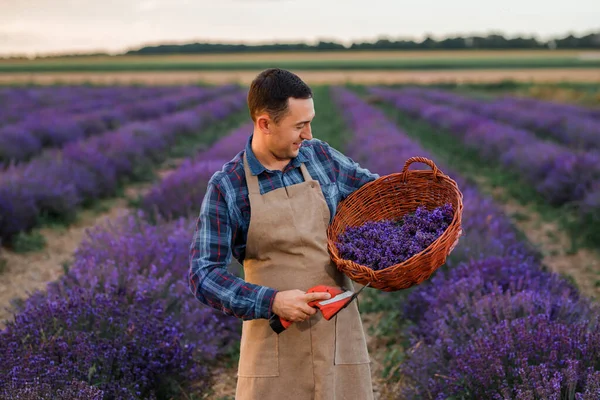 Professional man worker in uniform holding basket with cut Bunches of Lavender and Scissors on a Lavender Field. Harvesting Lavander Concept
