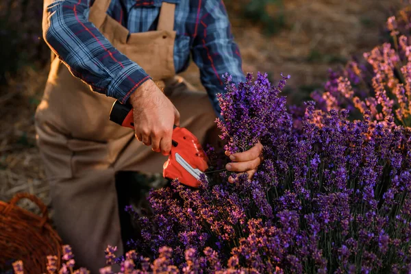 Professional man worker in uniform Cutting Bunches of Lavender with Scissors on a Lavender Field. Harvesting Lavander Concept